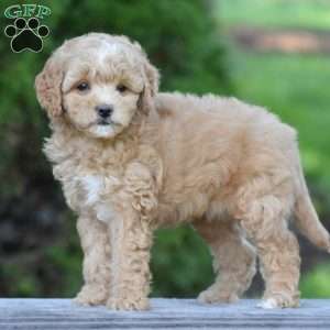 Marcie, Cavapoo Puppy