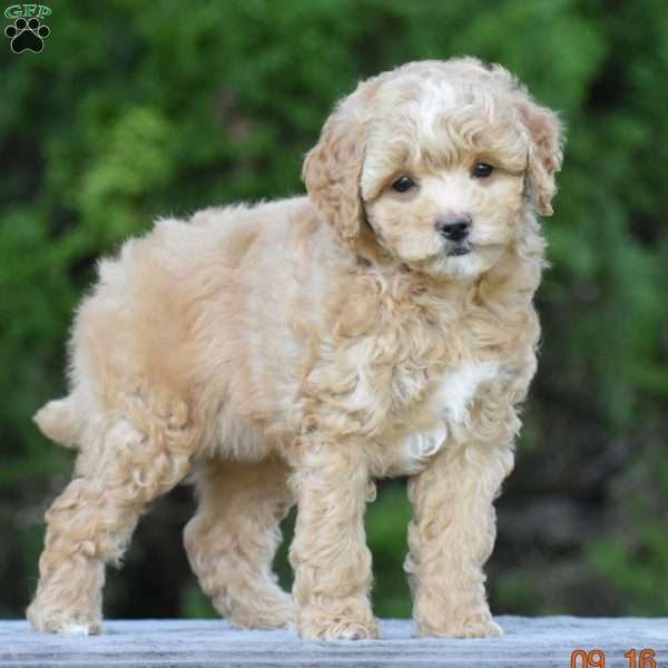 Marcie, Cavapoo Puppy
