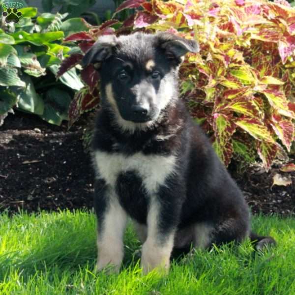 Marco, German Shepherd Puppy