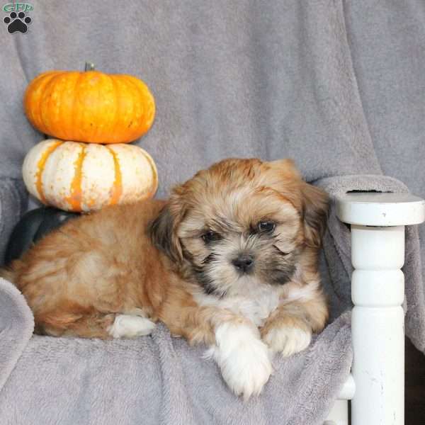 Marco, Shih Tzu Puppy