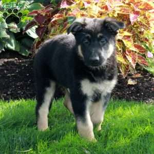 Marco, German Shepherd Puppy