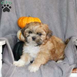 Marco, Shih Tzu Puppy