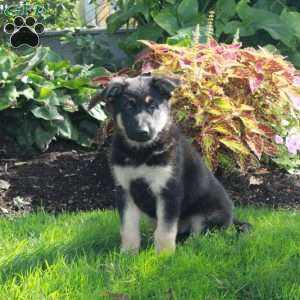 Marco, German Shepherd Puppy