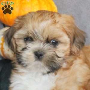 Marco, Shih Tzu Puppy