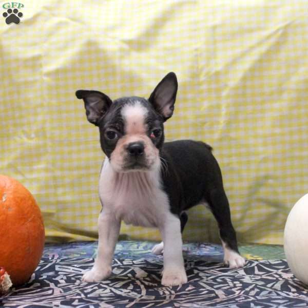 Marcus, Boston Terrier Puppy