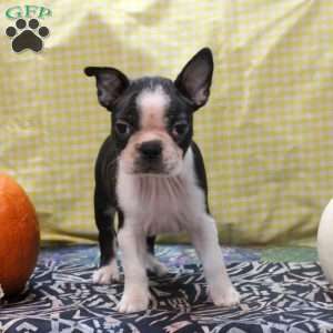 Marcus, Boston Terrier Puppy