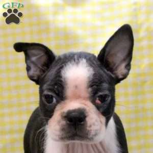 Marcus, Boston Terrier Puppy