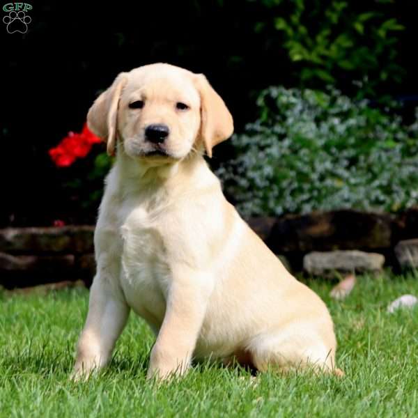 Marcus, Yellow Labrador Retriever Puppy