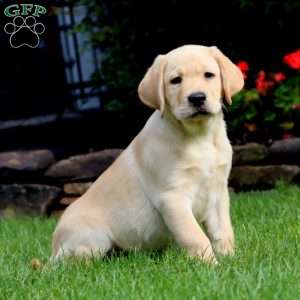 Marcus, Yellow Labrador Retriever Puppy
