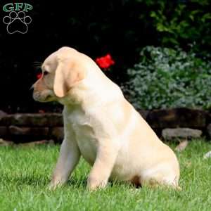 Marcus, Yellow Labrador Retriever Puppy