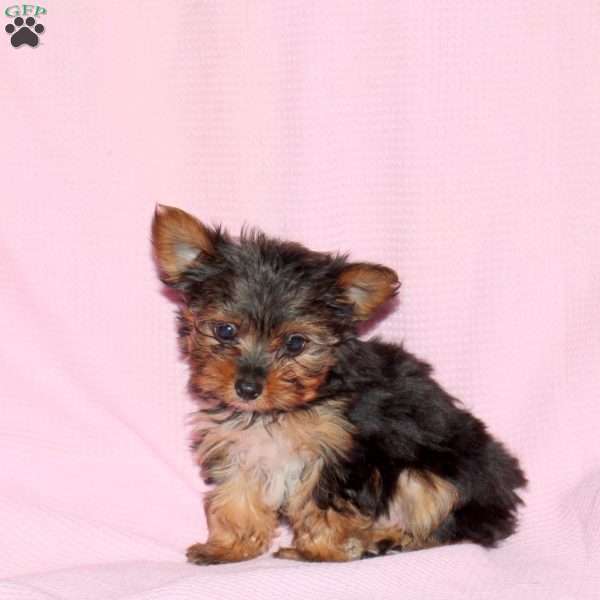 Maria, Yorkie Puppy