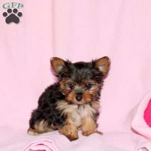 Maria, Yorkie Puppy