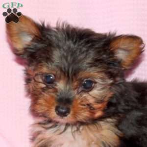 Maria, Yorkie Puppy