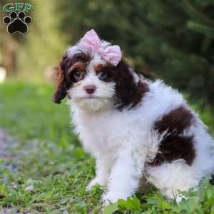 Mariella, Cavapoo Puppy