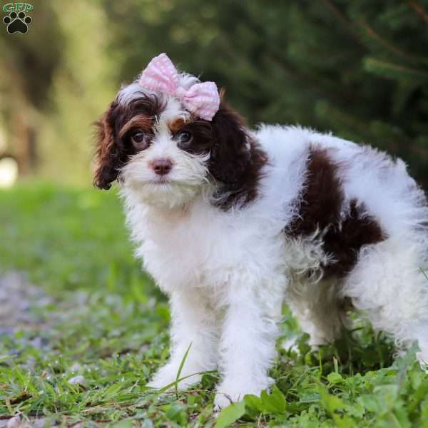 Mariella, Cavapoo Puppy