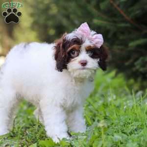 Mariella, Cavapoo Puppy