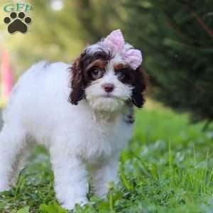 Mariella, Cavapoo Puppy