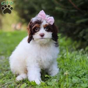 Mariella, Cavapoo Puppy