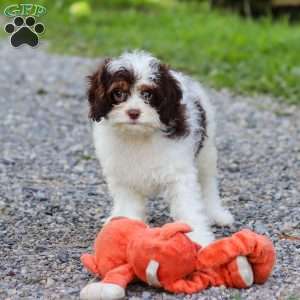 Mariella, Cavapoo Puppy