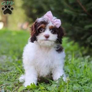Mariella, Cavapoo Puppy
