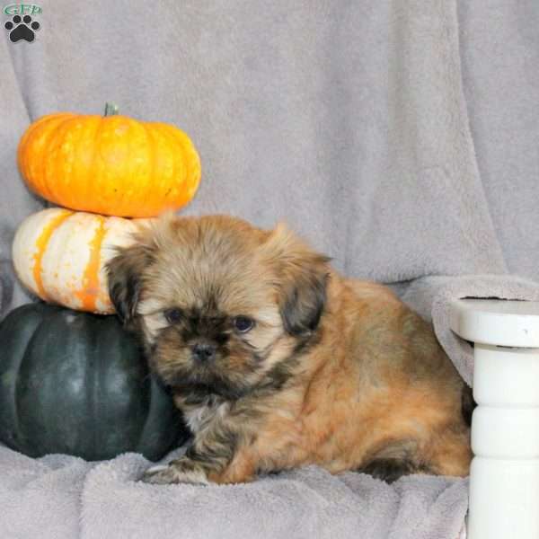 Marissa, Shih Tzu Puppy