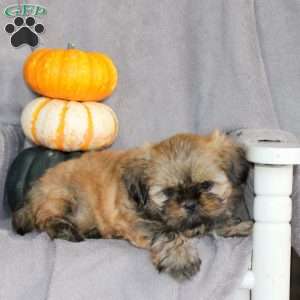 Marissa, Shih Tzu Puppy