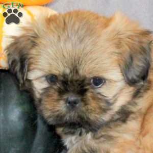 Marissa, Shih Tzu Puppy