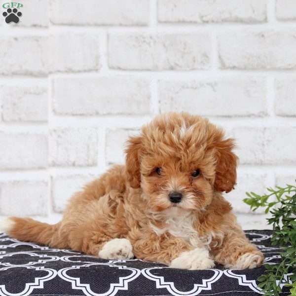 Marsha, Cavapoo Puppy