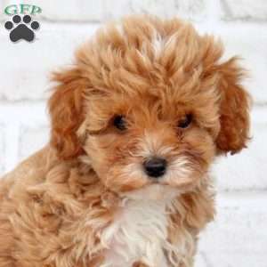 Marsha, Cavapoo Puppy