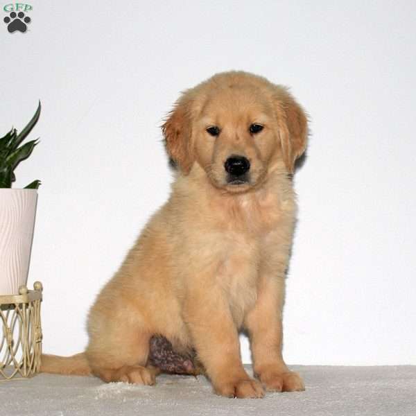 Marshall, Goldendoodle Puppy