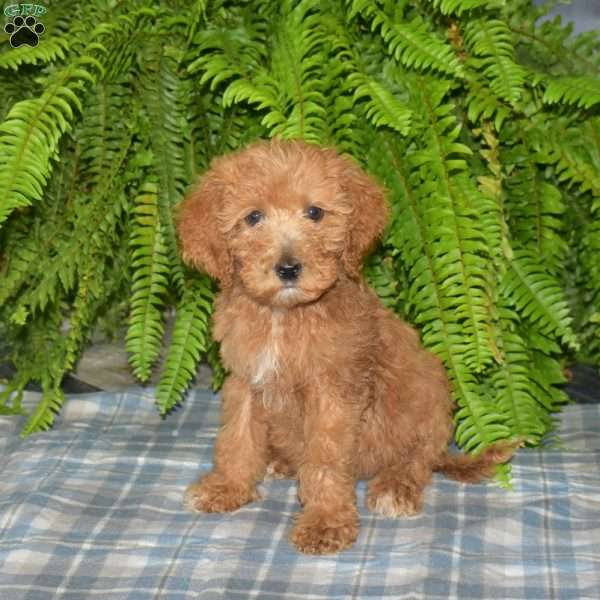 Marshall, Goldendoodle Puppy