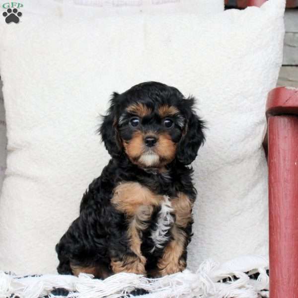 Marshall, Cavapoo Puppy
