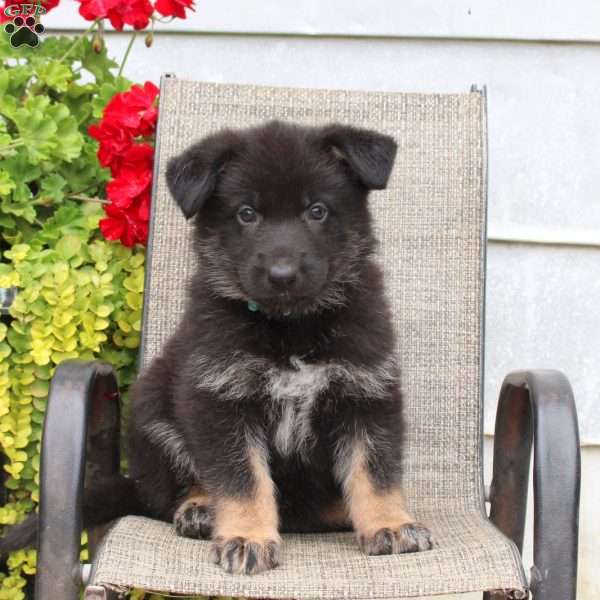 Marshall, German Shepherd Puppy