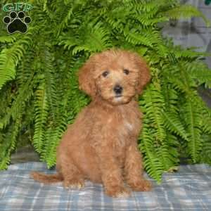 Marshall, Goldendoodle Puppy