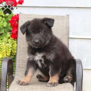 Marshall, German Shepherd Puppy