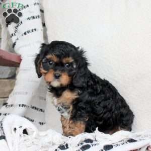 Marshall, Cavapoo Puppy