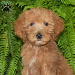 Marshall, Goldendoodle Puppy