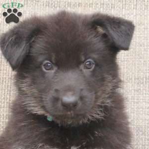 Marshall, German Shepherd Puppy