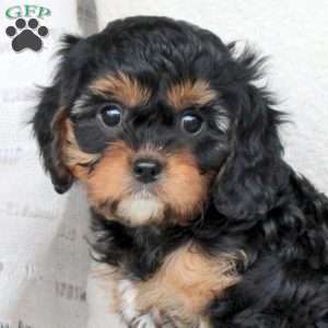 Marshall, Cavapoo Puppy