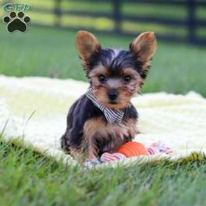 Mason, Yorkie Puppy