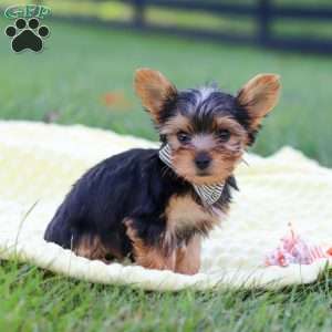 Mason, Yorkie Puppy