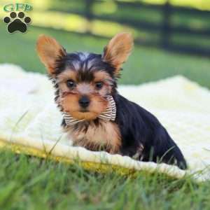 Mason, Yorkie Puppy