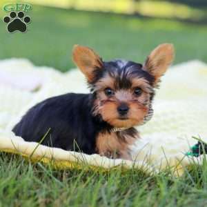 Mason, Yorkie Puppy