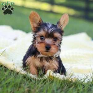 Mason, Yorkie Puppy