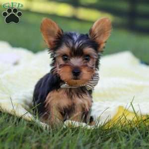 Mason, Yorkie Puppy