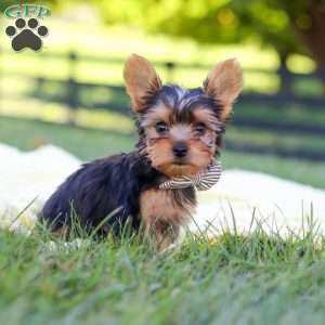 Mason, Yorkie Puppy