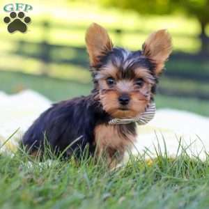 Mason, Yorkie Puppy