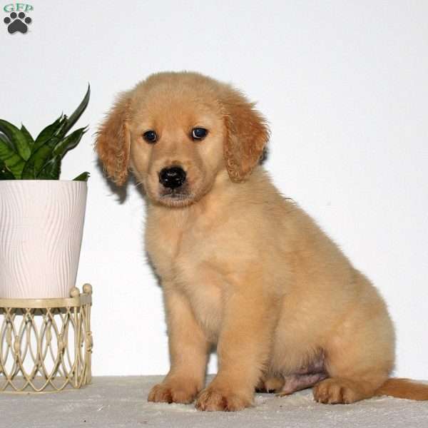Mason, Goldendoodle Puppy