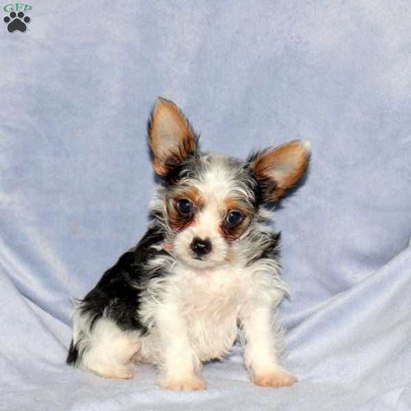 Mason, Yorkie Puppy