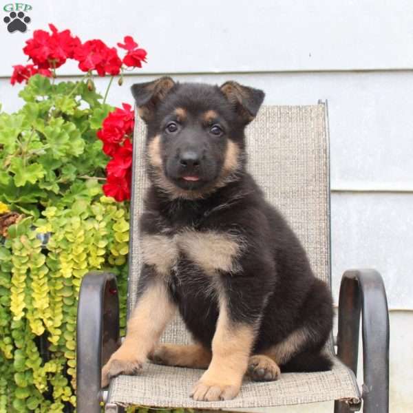 Mason, German Shepherd Puppy